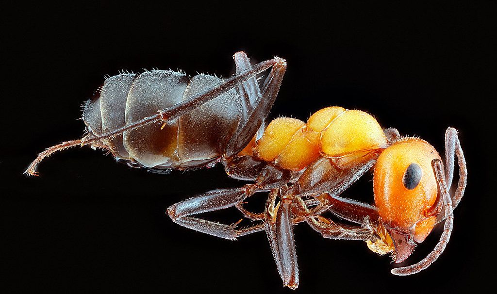 Ant Control service in New Britain, CT