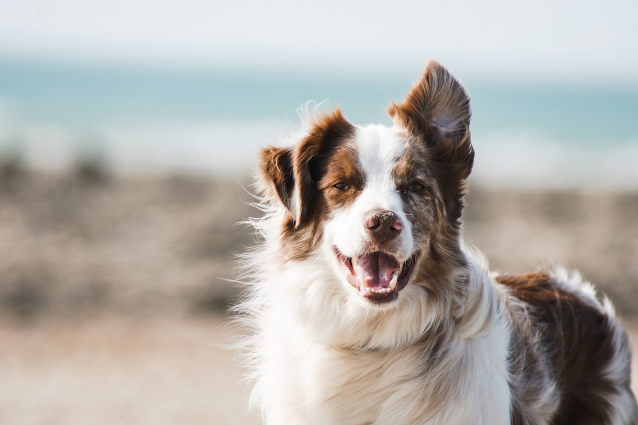 Flea & Tick Control service in New Britain, CT