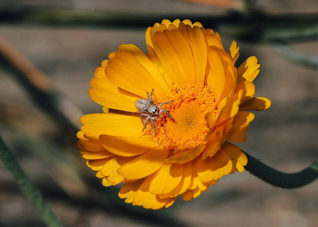 Spider Control service in New Britain, CT